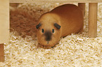 Guinea Pig