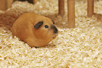 Guinea Pig