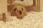 Guinea Pig