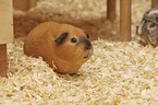 Guinea Pig