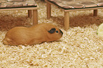 Guinea Pig