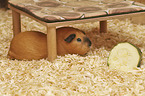 Guinea Pig