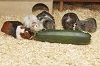 Guinea Pigs