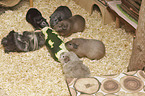 Guinea Pigs