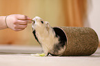 guinea pig