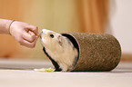 guinea pig