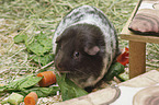 Guinea Pig