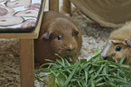 Guinea Pig