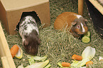 Guinea Pig