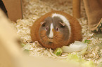 Guinea Pig