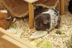 Guinea Pig