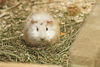 Abyssinian-Guinea-Pig-Mix