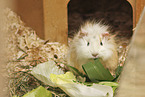 Abyssinian-Guinea-Pig-Mix