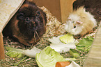 Guinea-Pig-Mix