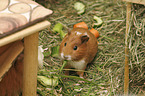 Guinea Pig