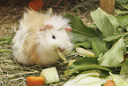 Guinea-Pig-Mix