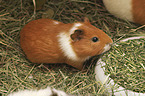 Guinea Pig