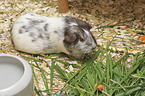 Guinea Pig