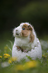 Guinea Pig