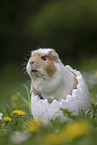 Guinea Pig portrait