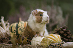 Guinea Pig