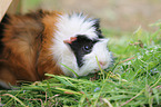 guinea pig