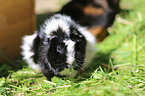 guinea pig