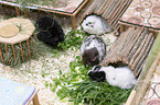 guinea pigs