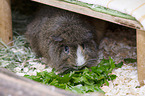 Abyssinian-crossbreed