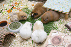 guinea pigs