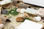 guinea pigs