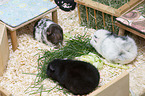 guinea pigs