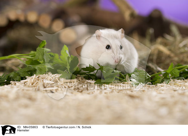 Hamster / NN-05863
