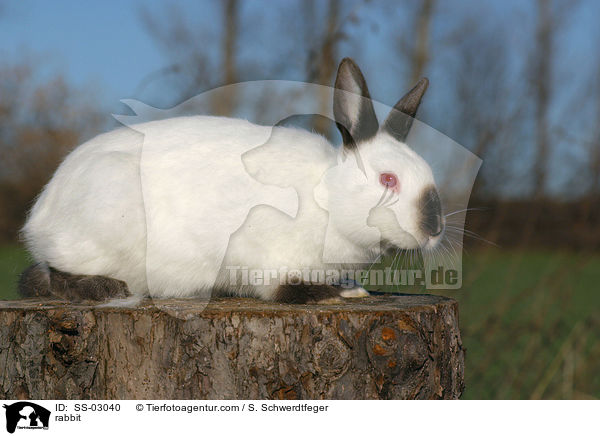 Russen Kaninchen / rabbit / SS-03040