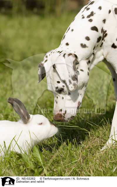 Dalmatian and rabbit / NS-02262
