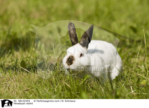 Himalayan rabbit / NS-02354