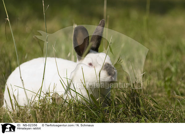 Russenkaninchen / Himalayan rabbit / NS-02356