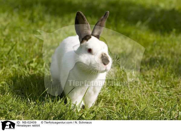 Russenkaninchen / Himalayan rabbit / NS-02409