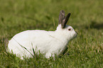 Himalayan rabbit