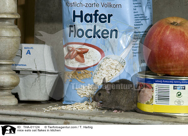 mice eats oat flakes in kitchen / THA-01124