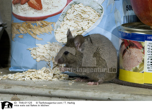 mice eats oat flakes in kitchen / THA-01125