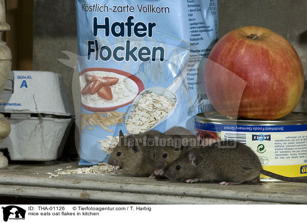 Muse fressen Vorrat in Kche / mice eats oat flakes in kitchen / THA-01126