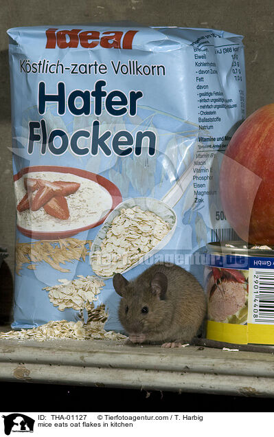 mice eats oat flakes in kitchen / THA-01127