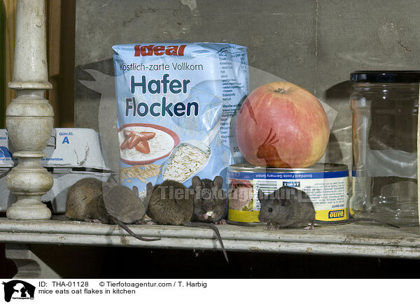 Muse fressen Vorrat in Kche / mice eats oat flakes in kitchen / THA-01128