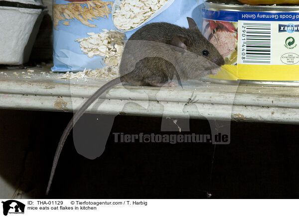 mice eats oat flakes in kitchen / THA-01129