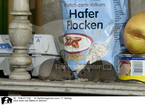 mice eats oat flakes in kitchen / THA-01130