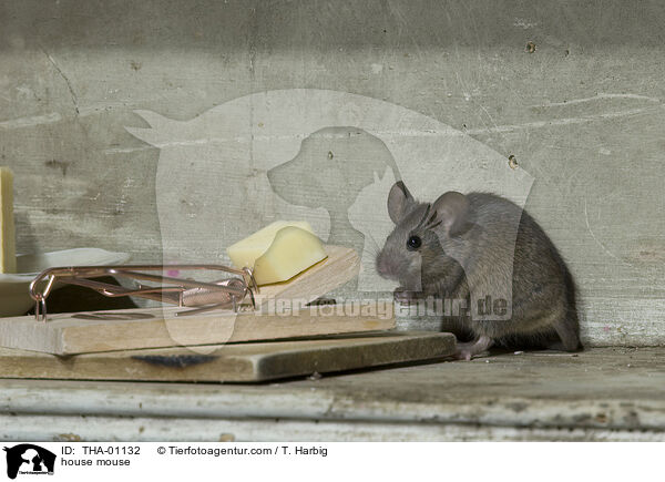 braune Hausmaus / house mouse / THA-01132