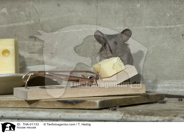 braune Hausmaus / house mouse / THA-01133
