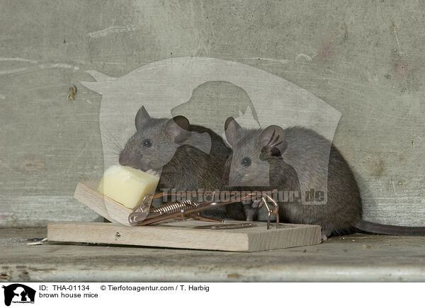 braune Hausmuse / brown house mice / THA-01134