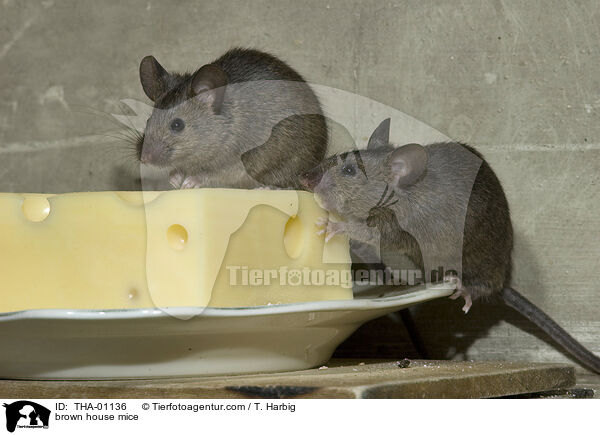 braune Hausmuse / brown house mice / THA-01136